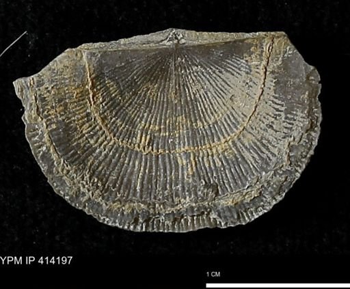 Devonochonetes mucronatus?