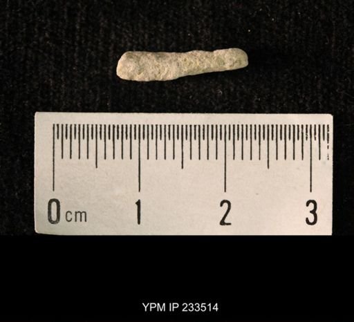 Archaeocidaris sp.