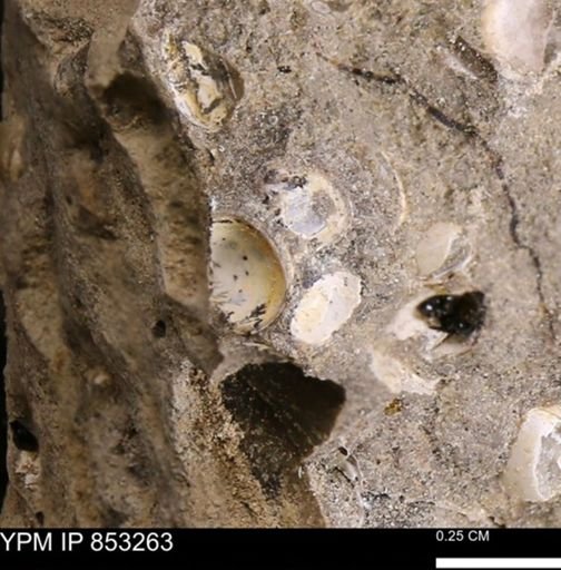 Protocardia sp.