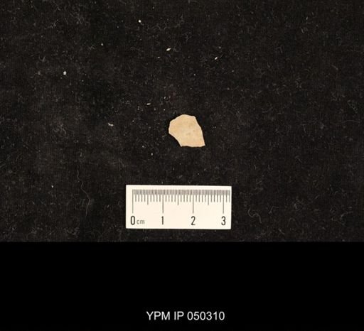 undet. Hexapoda
