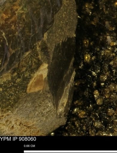 undet. Mollusca