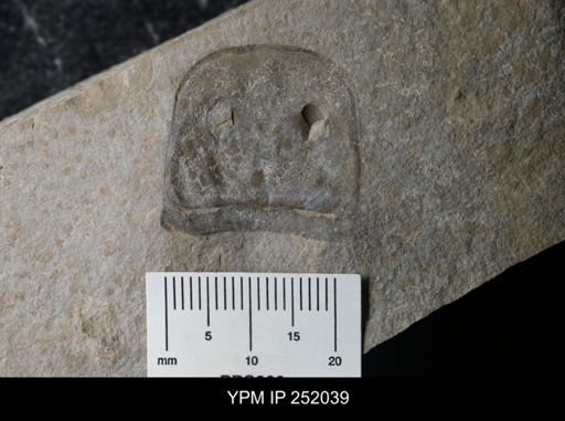 Eurypterus sp.