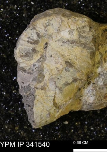 Scaphites sp.