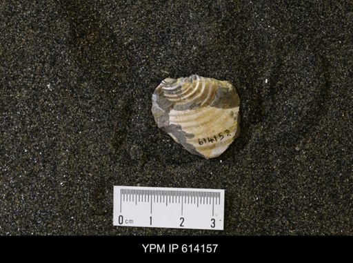Inoceramus sp.