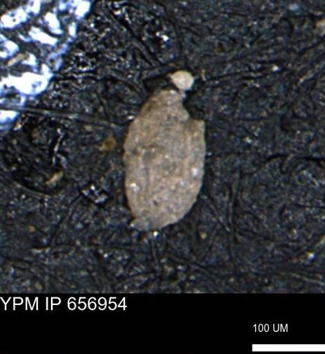 Miliammina cf. sproulei