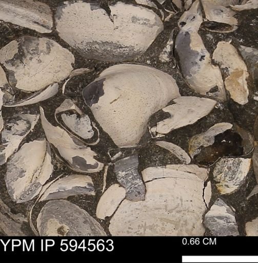 Protocardia sp.
