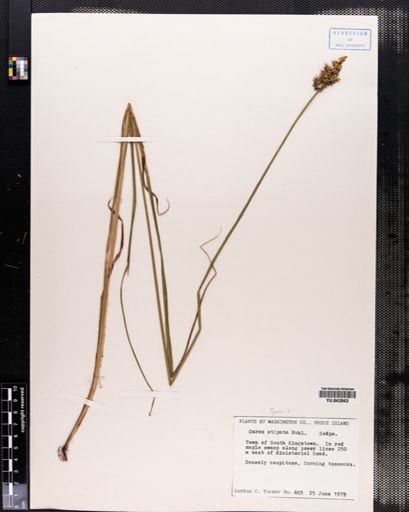 Carex stipata