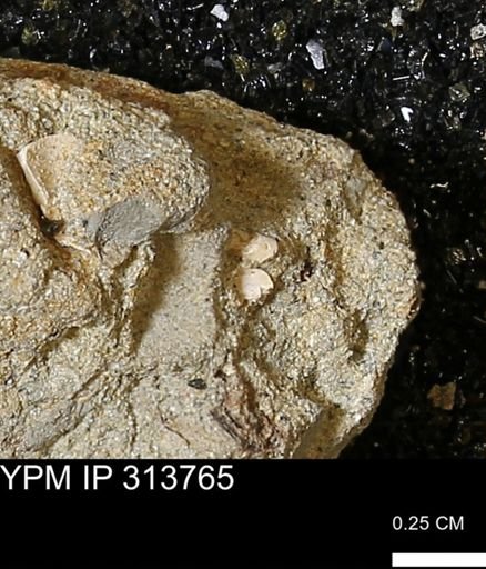 undet. Bivalvia