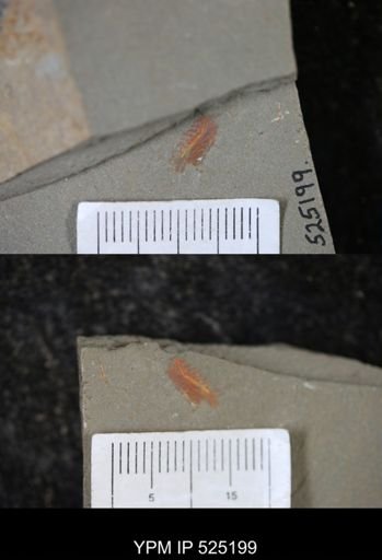 Chauvelicystis sp.