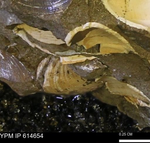 Limopsis striatopunctatus