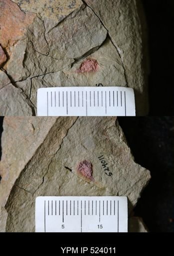 undet. Xiphosurida