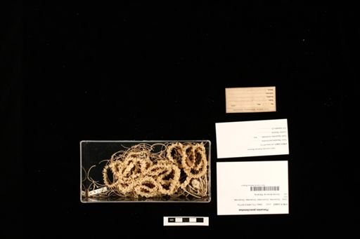 Pseustes poecilonotus