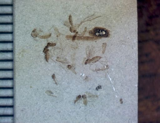 undet. Diptera