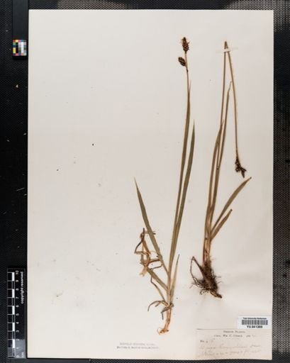 Carex