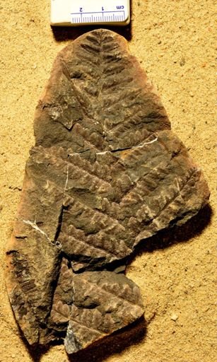 Pecopteris