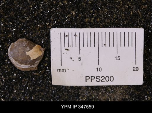Limopsis striatopunctatus