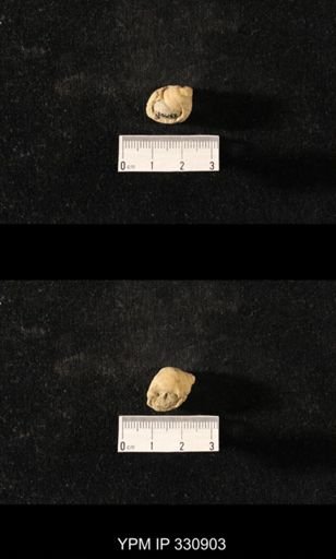 Sphaerodoma sp.