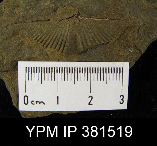 Mucrospirifer sp.