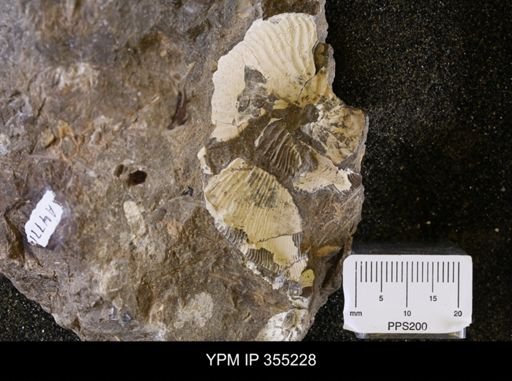 Hoploscaphites sp.