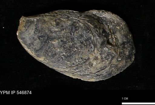 Ostrea virginiana