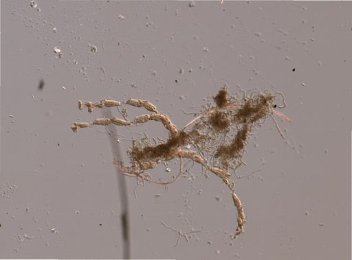 Synnotum aegyptiacum
