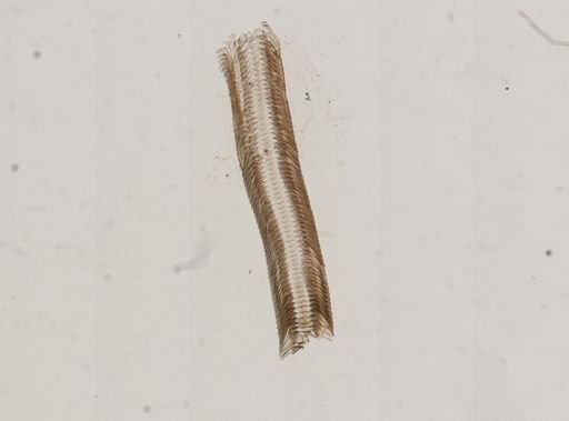 Elimia virginica