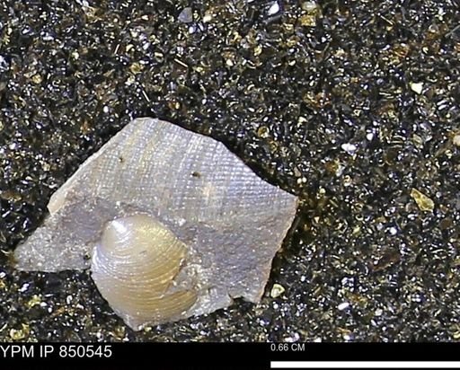 Limopsis striatopunctatus