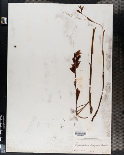 Cephalanthera