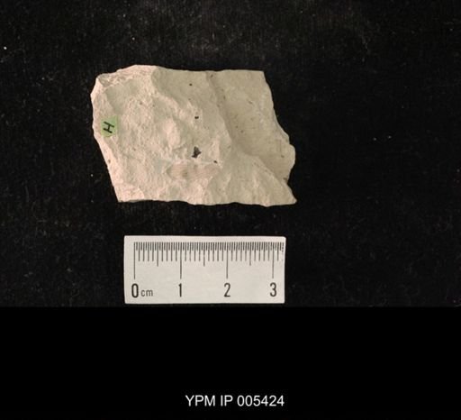 Martynoviella protohymenoides