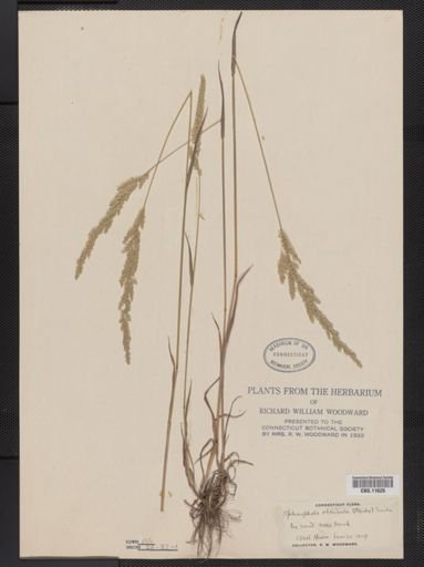 Sphenopholis obtusata