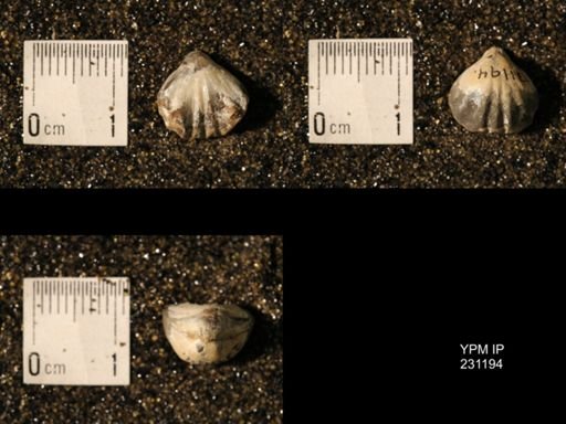 Wellerella osagensis