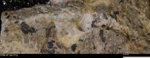Scaphites sp.