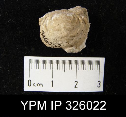 Rhipidomella uralica