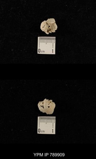 undet. Brachiopoda