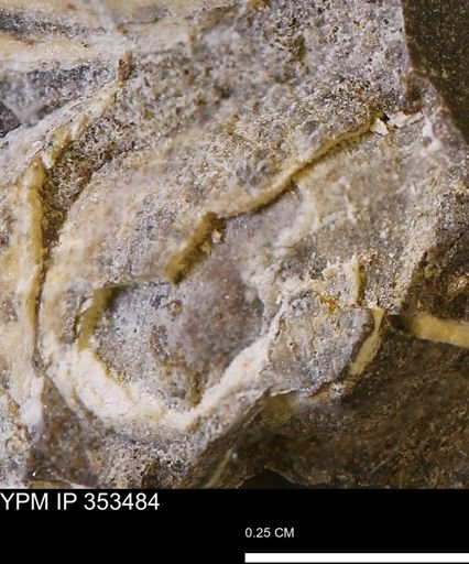 Limopsis striatopunctatus