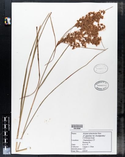 Scirpus atrocinctus