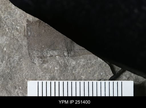 undet. Eurypterida