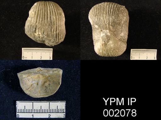Chonetes granulifer