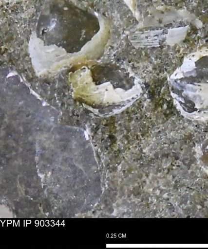 undet. Bivalvia