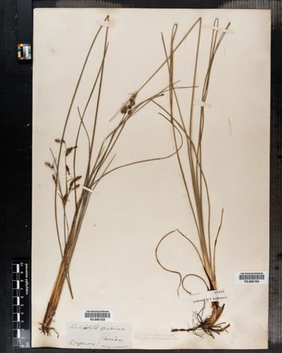 Fimbristylis castanea