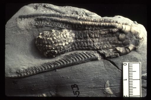 Histocrinus coreyi