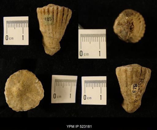 Hippurites sulcatus