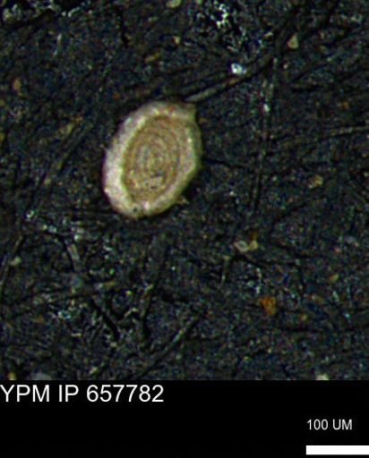 Spirolocammina subcircularis