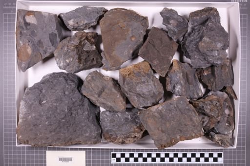 mixed taxa, stratigraphic collection