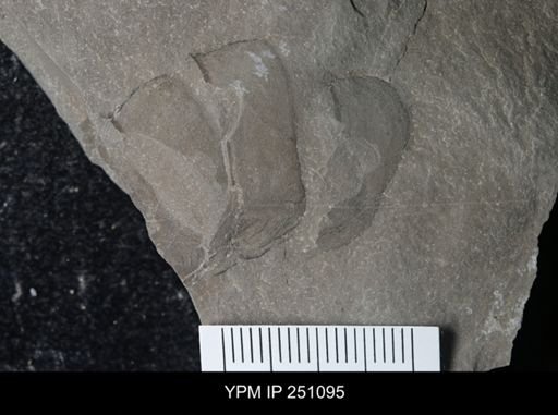 undet. Phyllocarida