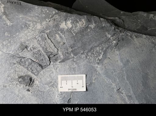 undet. Eurypterida