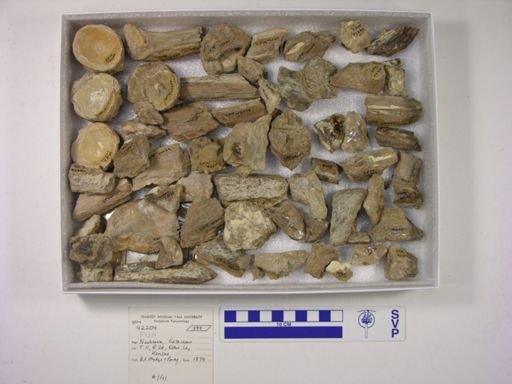 undet. Ichthyodectidae