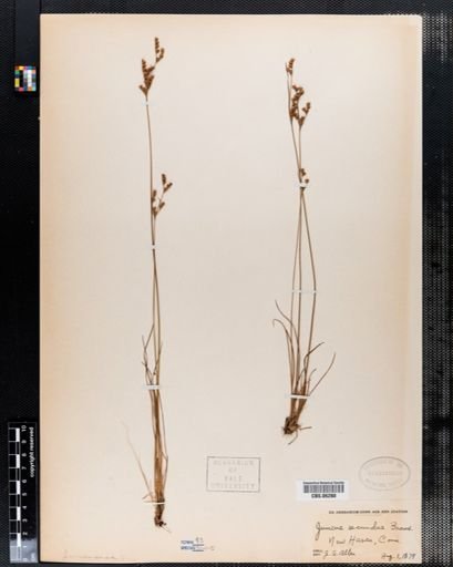 Juncus secundus