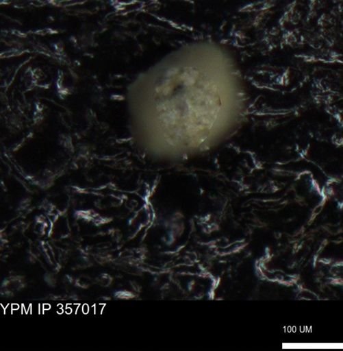 undet. Foraminiferida