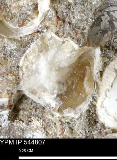 Corbulamella gregaria